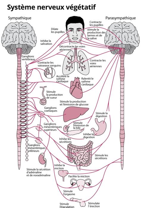 Le Système Nerveux Autonome Marieb Ch14 Médecine Intégrée
