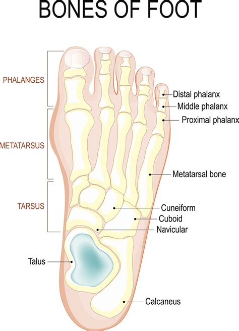 Bottom Of Foot Pain Anatomy