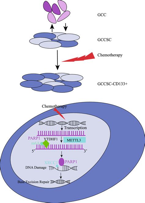 The Schematic Model Of METTL3 In Regulating PARP1 Mediated Oxaliplatin