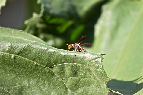 The Wasp Underground Busier Than Bees Robidoux Ink Link