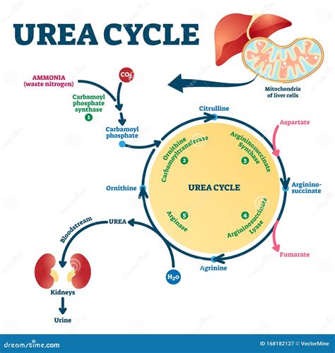 Urea Cycle Vector Illustration. Labeled Educational Ornithine Explanation. Stock Vector ...