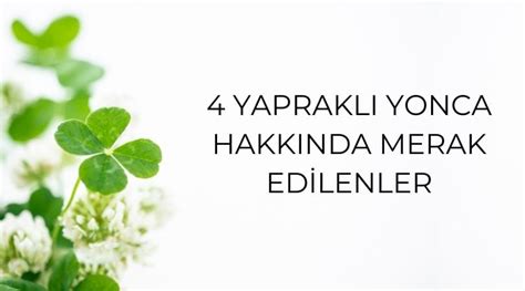 Yoncanın Anlamı Nedir 4 Yapraklı Yonca Hakkında Merak Edilenler