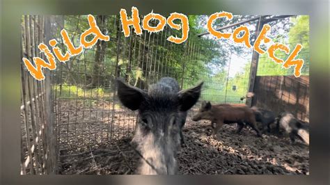 Homemade Hog Trap Catches Group Of Wild Hogs Catch Clean Cook Youtube