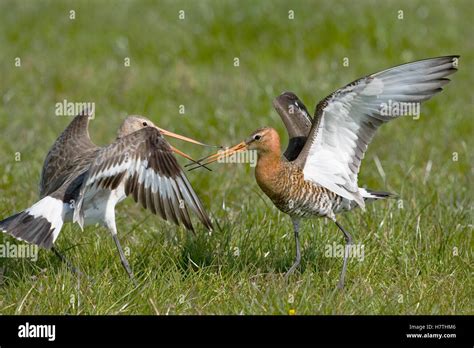 Black Tailed Godwit Limosa Limosa Male And Female Fighting Florida