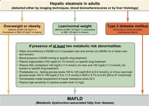 Liver Disease Mafld And Functional Nutrition Ifn Academy