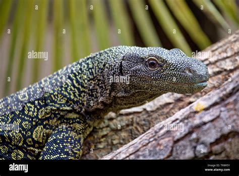 Crocodile Monitor Lizard Crocodile