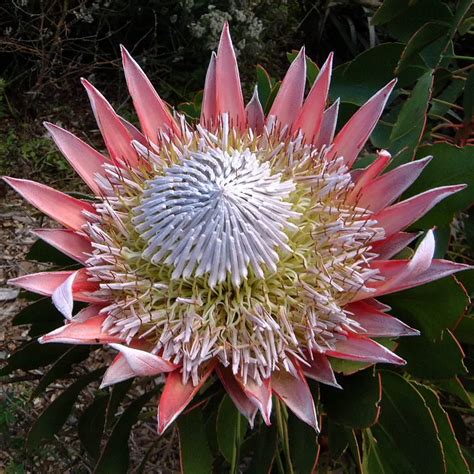 Protea Protea A To Z Flowers