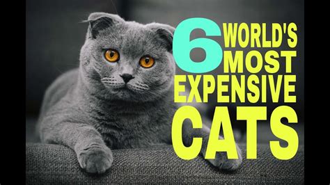 The Most Expensive Cats In The World Youtube