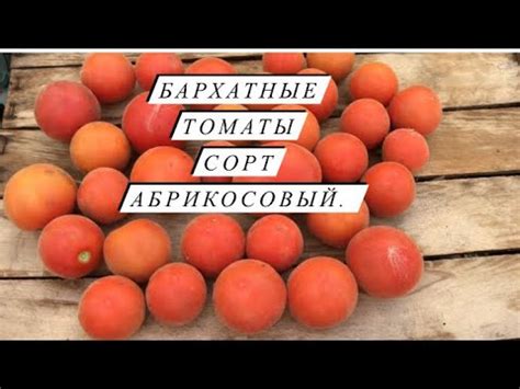 Бархатные помидоры сорт Абрикосовый. - YouTube