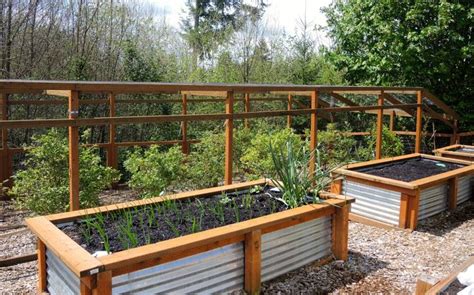 Blueberries Caged And Veggie Beds Capped Ready For Spring Planting