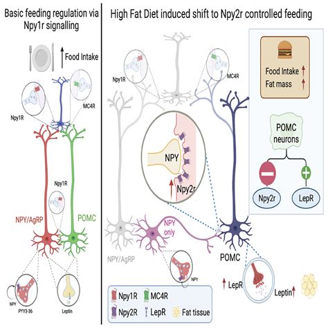 Agrp Negative Arcuate Npy Neurons Drive Feeding Under Positive Energy