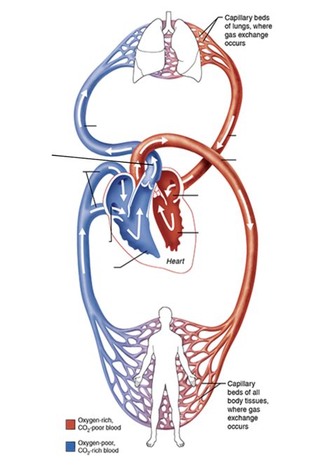 Pulmonary And Systemic Circulation Diagram Quizlet