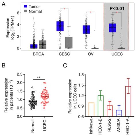 Long Non‑coding Rna Blacat2mir‑378a‑3pyy1 Feedback Loop Promotes The