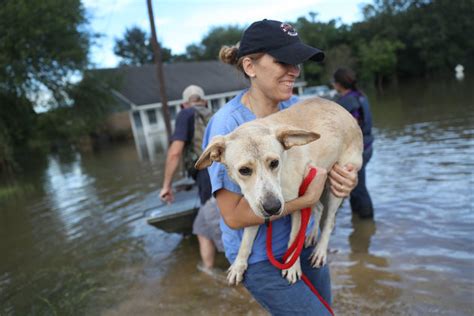 Louisiana Flood Animal Rescue Fund Fundly