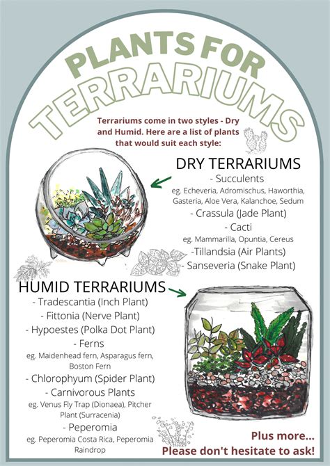 Terrarium Complete Care Guide How To Build Artofit