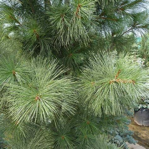 Сосна веймутова Фастигиата (strobus Fastigiata)