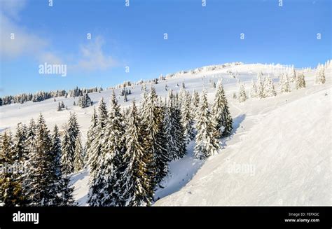 Landscape Of The Mountain Kopaonik In The Winter Serbia Stock Photo