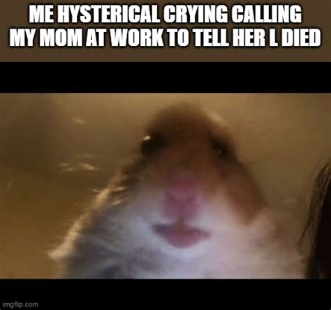 Hamster Looking At Camera Imgflip