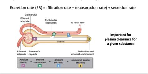 Renal Filtration & Clearance Flashcards | Quizlet