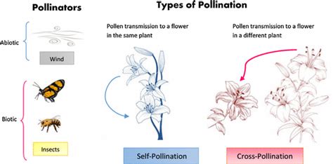 Different Types Of Pollination