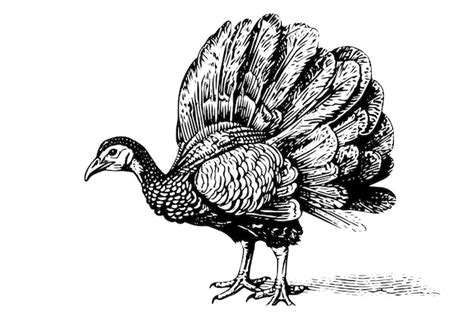 Premium Vector Turkey Hand Drawn Ink Sketch Engraving Vintage Style