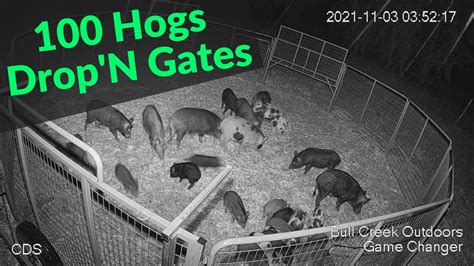 100 Hogs Trapped Drop N Hogs Game Changer Jr Best Hog Trap With