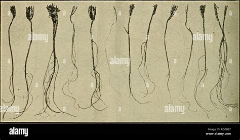 Taproot Systems Hi Res Stock Photography And Images Alamy