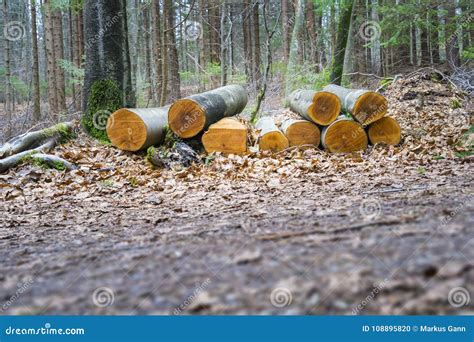 cutted wood   forest stock photo image  batch