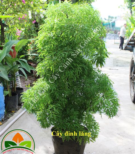 Cây đinh Lăng Thế Giới Cây Cảnh Sài Gòn