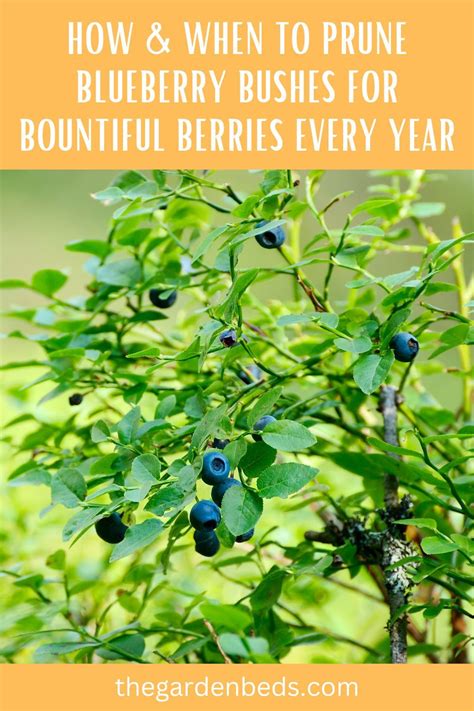 How When To Prune Blueberry Bushes For Bountiful Berries Every Year