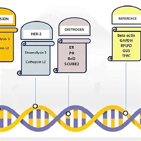 The Odx Rs Assay 21 Gene Panel Adapted From 3 Odx Rs Oncotype Dx Download Scientific