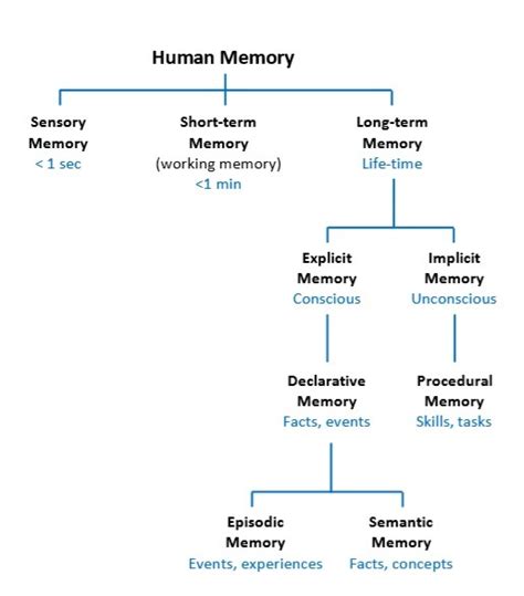 Memory Diagram Quizlet