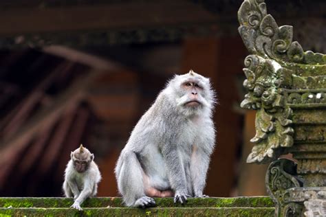 Wild Monkey Causes Mayhem In Bali Tourist Restaurant The Bali Sun