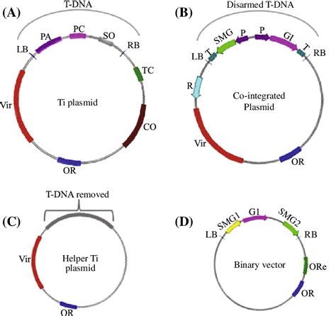 2 A Schematic Representation Of The Ti Plasmid Of Agrobacterium