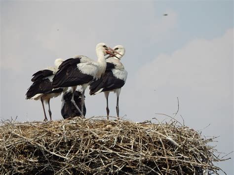 Storks Birds Young - Free photo on Pixabay - Pixabay