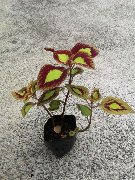 Saturn Coleus Furniture And Home Living Gardening Plants And Seeds On