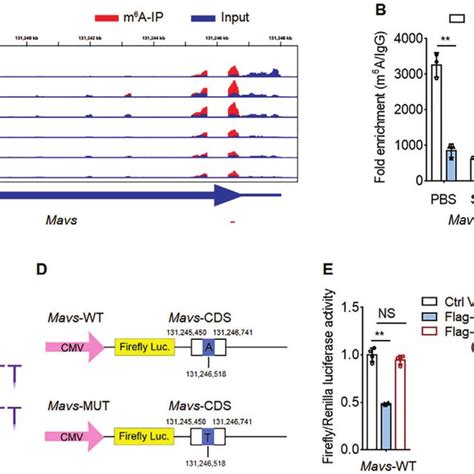 METTL14 Catalyzes M 6 A Modification Of Mavs MRNA A RNA Seq Of Mavs