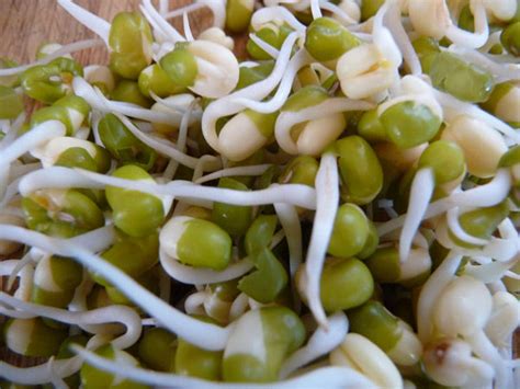 Organic Moong Sprouts – GreenDNA® India