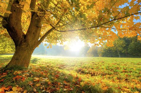 Oak Tree Leaves Turning Brown Gardenerdy