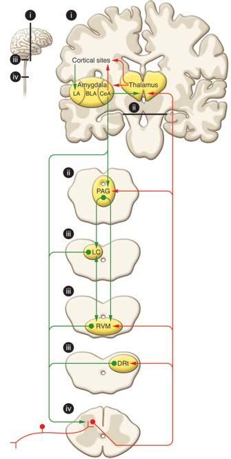 Schematic Representation Of Pain Modularity Circuitry Following A