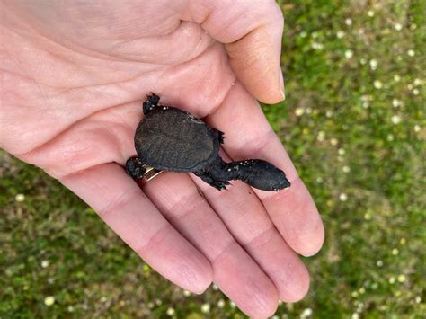 Southwestern Snake Necked Turtles City Of Joondalup