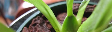 An Oncidium In Spike Brooklyn Orchids