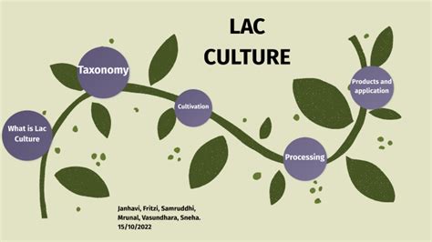 Lac Culture By Anjali Giri On Prezi