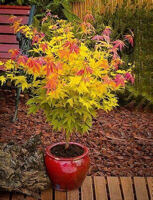 Acer Palmatum Orange Dream Japanese Maple Deciduous Garden Plant Tree