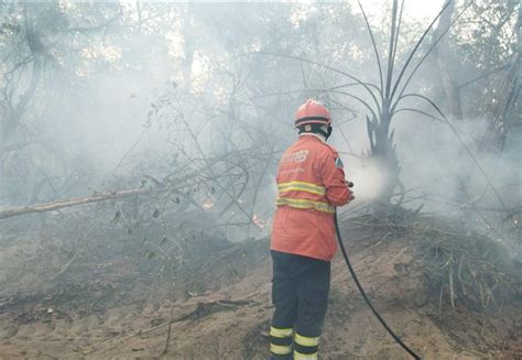 Bombeiros combatem três focos de incêndio no Pantanal em MS Gigante 163