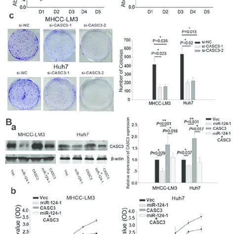 Casc Mediates The Tumor Suppressive Function Of Mir A Mhcc Lm