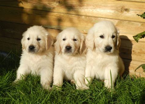 Free picture: dogs, pet, animals, wood, grass, nature