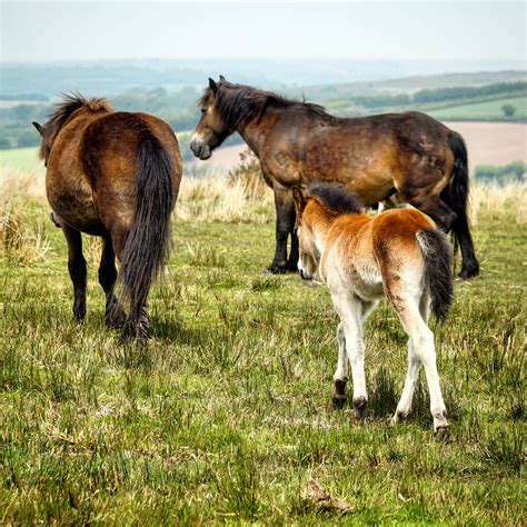 10 Fascinating Facts About the Exmoor Pony — DiscoverTheHorse