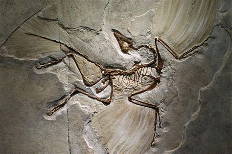 Feather explosion: How fluffy dinosaur fossils rocked | Earth Archives