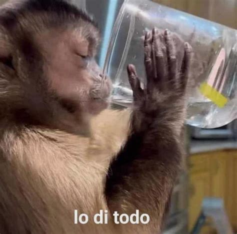 Funny Monkey Drinking Water From A Bottle